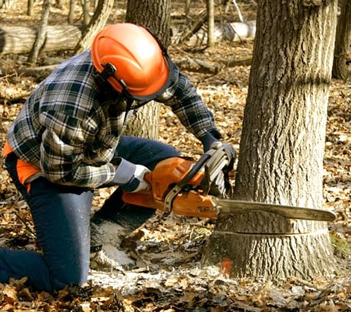 Tree Removal in West Hartland, CT
